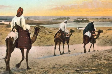 Cammelli, Nord Africa